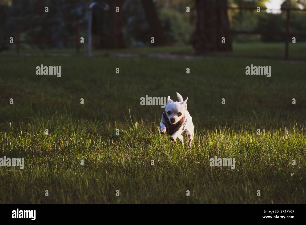 piccolo chihuahua corre in erba verde con luce solare dorata Foto Stock
