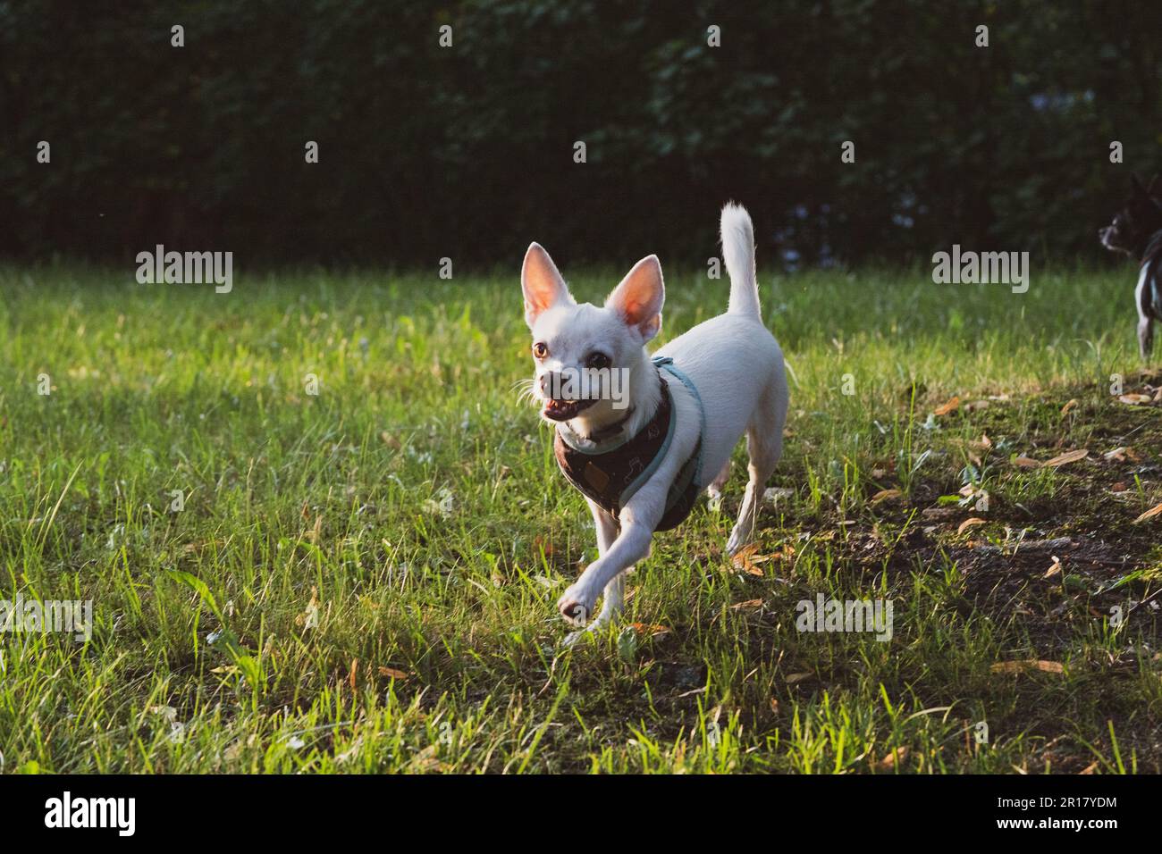 cute cane bianco corre verso la luce del sole su erba verde attraverso le foglie Foto Stock