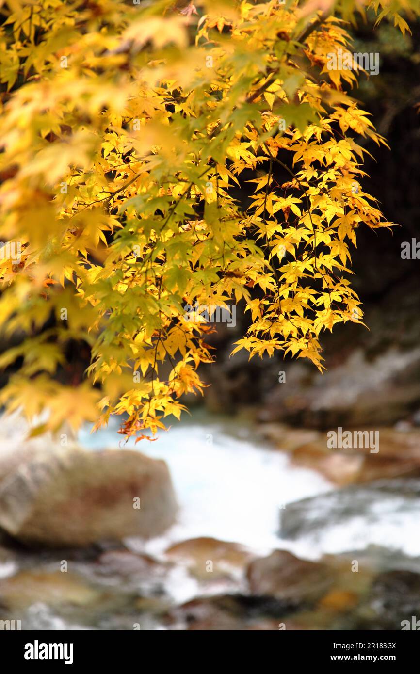 Foglie gialle di Acer mono Maximowicz e valle Foto Stock