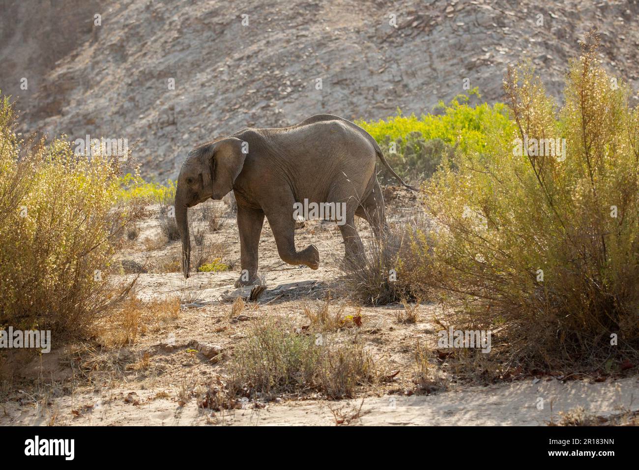 Elefante (Loxodonta africana), camminando attraverso la sabbia profonda nel deserto asciutto letto di fiume. La polvere vola nell'aria. Fiume Hoanib, Damaraland, Namibia, Africa Foto Stock