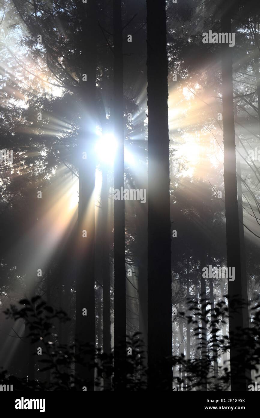 Luce solare che filtra attraverso alberi di foresta visto da Kumano Kodo Foto Stock
