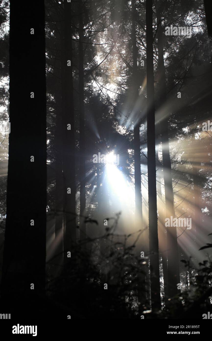 Luce solare che filtra attraverso alberi di foresta visto da Kumano Kodo Foto Stock