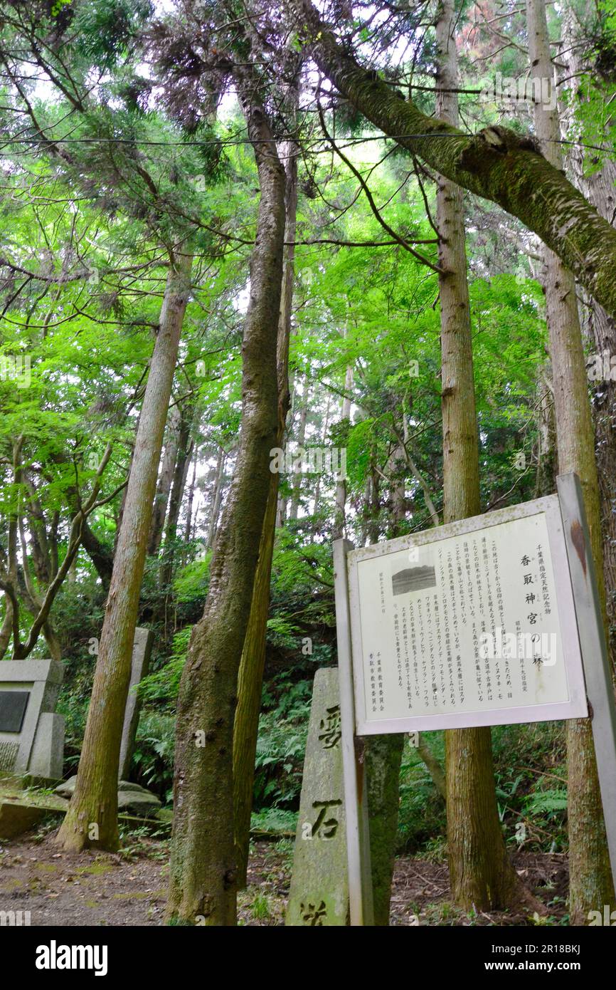 Foresta Santuario di Katori Foto Stock