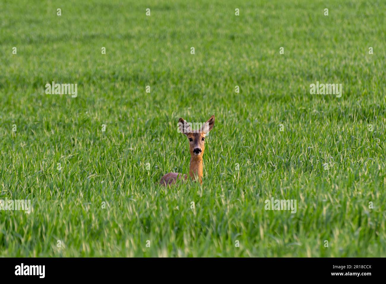 Capriolo aggraziato in habitat naturale: Foto mozzafiato della fauna selvatica che cattura un capriolo femmina in un lussureggiante campo d'erba, spargendo la sua pelliccia. Foto Stock Capriolo aggraziato in habitat naturale: Foto mozzafiato della fauna selvatica che cattura un capriolo femmina in un lussureggiante campo d'erba, spargendo la sua pelliccia. Foto Stock