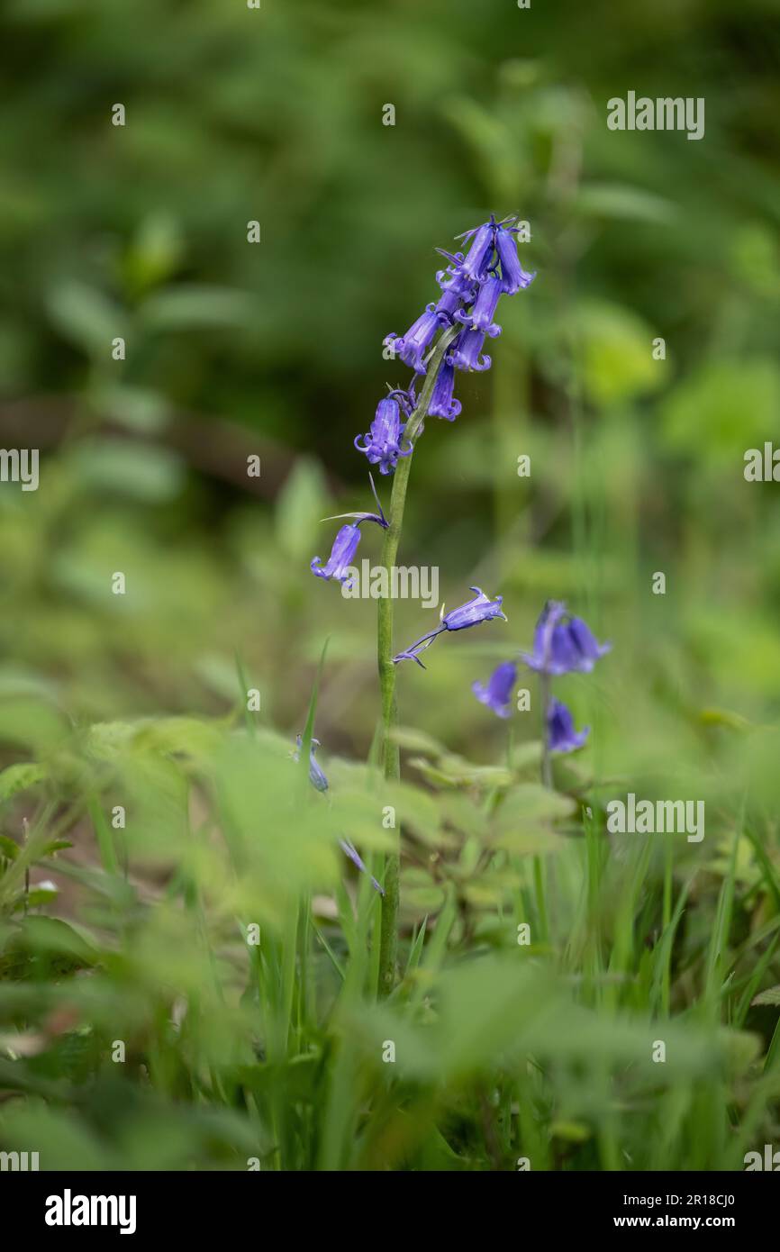 Un Bluebell solitario (Hyacintoides non-scripta) con i suoi fiori perenni a forma di campana emerge dal fogliame per segnare l'arrivo della primavera Foto Stock