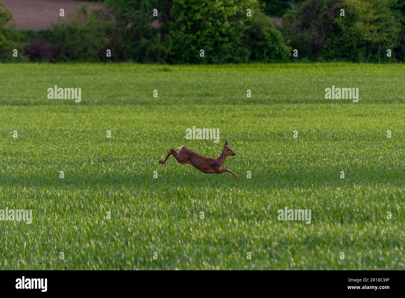 Capriolo aggraziato in habitat naturale: Foto mozzafiato della fauna selvatica che cattura un capriolo femmina in un lussureggiante campo d'erba, spargendo la sua pelliccia. Foto Stock Capriolo aggraziato in habitat naturale: Foto mozzafiato della fauna selvatica che cattura un capriolo femmina in un lussureggiante campo d'erba, spargendo la sua pelliccia. Foto Stock