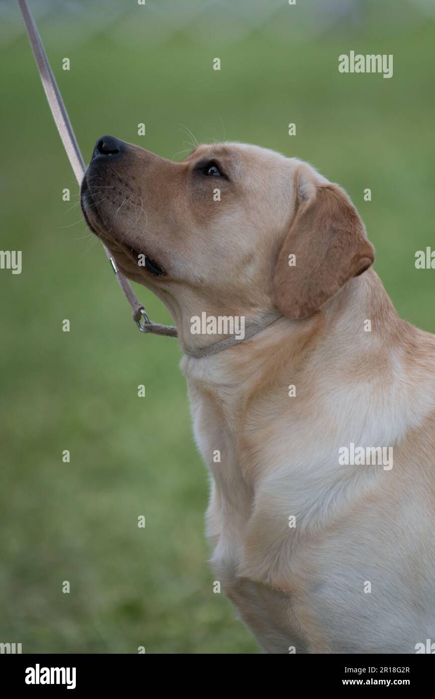 Ritratto giallo Labrador Retriever guardando verso l'alto Foto Stock
