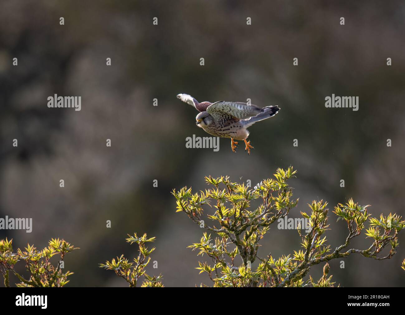 Un maschio Kestrel (Falco tinnunculus) catturato in aria media in volo. Mostrando fuori le sue piume modellate e gambe gialle. Suffolk, UK. Foto Stock