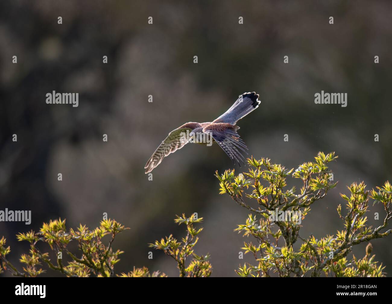 Un maschio Kestrel (Falco tinnunculus) catturato in aria media, swooping in volo. Mostrando fuori le sue piume modellate. Suffolk, Regno Unito. Foto Stock