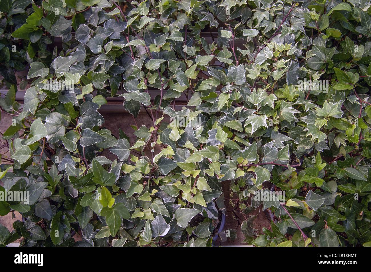 Parete verde di una pianta piangente edera Foto Stock