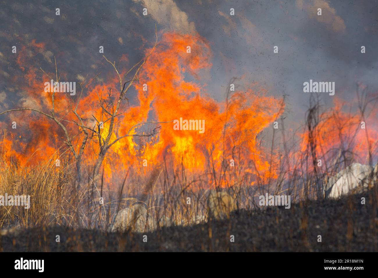 Akiyoshidai controllava la combustione della montagna Foto Stock