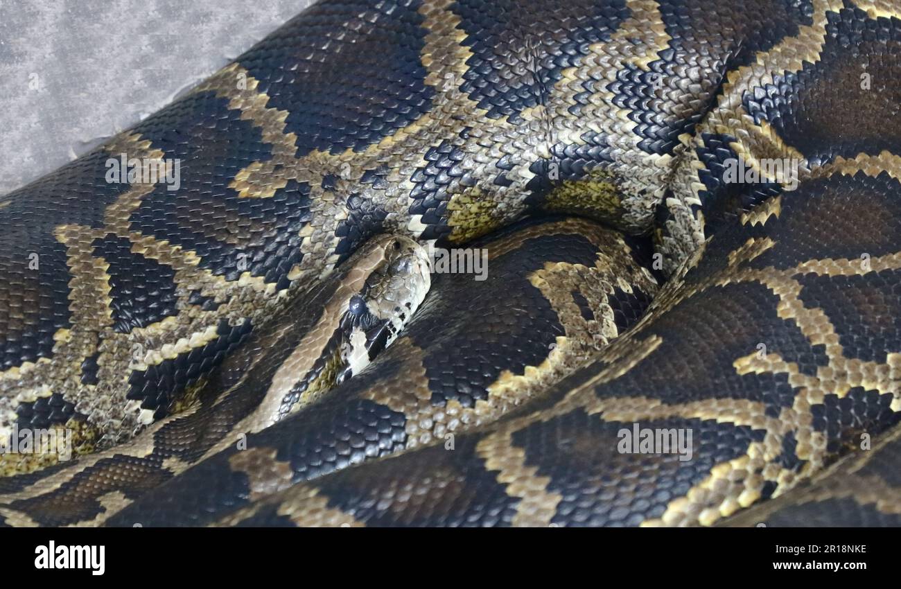 Dunkler Tigerpython / Python birmano / Python molurus bivittatus Foto Stock
