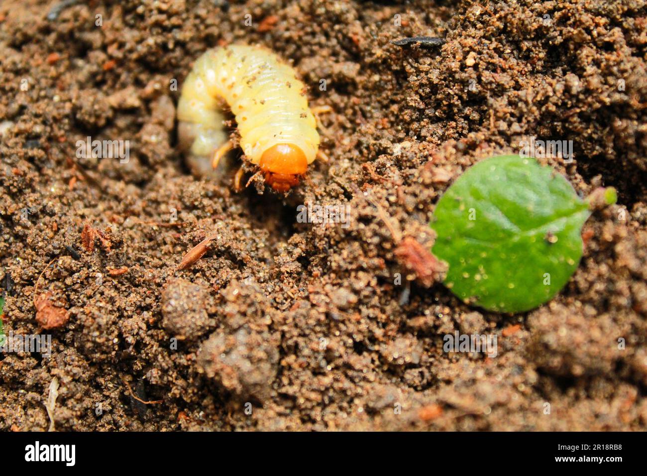 Immagine ravvicinata di un verme di grano, coleottero di cocco (rinoceronte di Oryctes), larve sullo sfondo del suolo Foto Stock