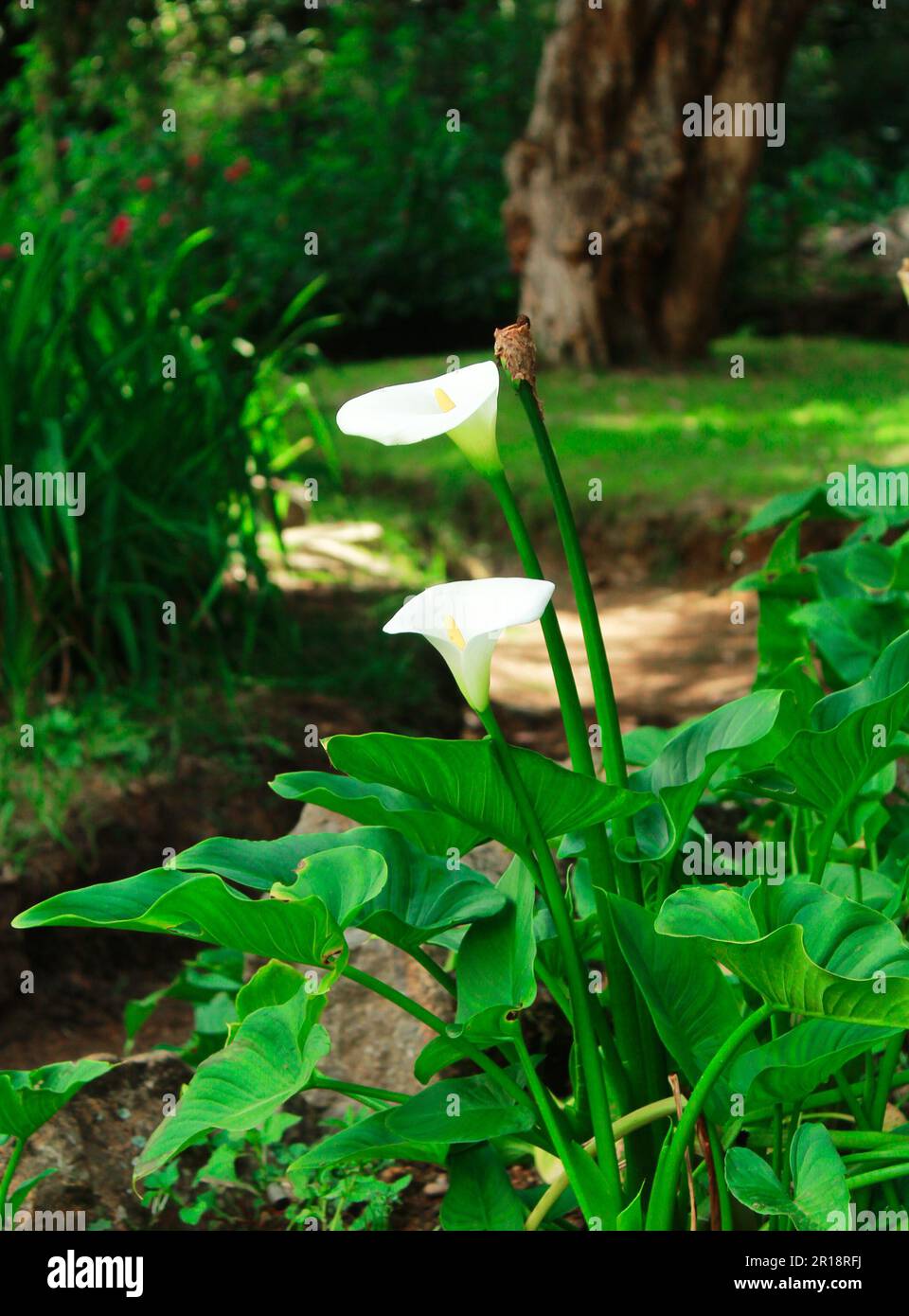 Arum giglio (Zantedeschia aethiopica) fiori in un giardino. Fiori di giglio di calla isolati Foto Stock