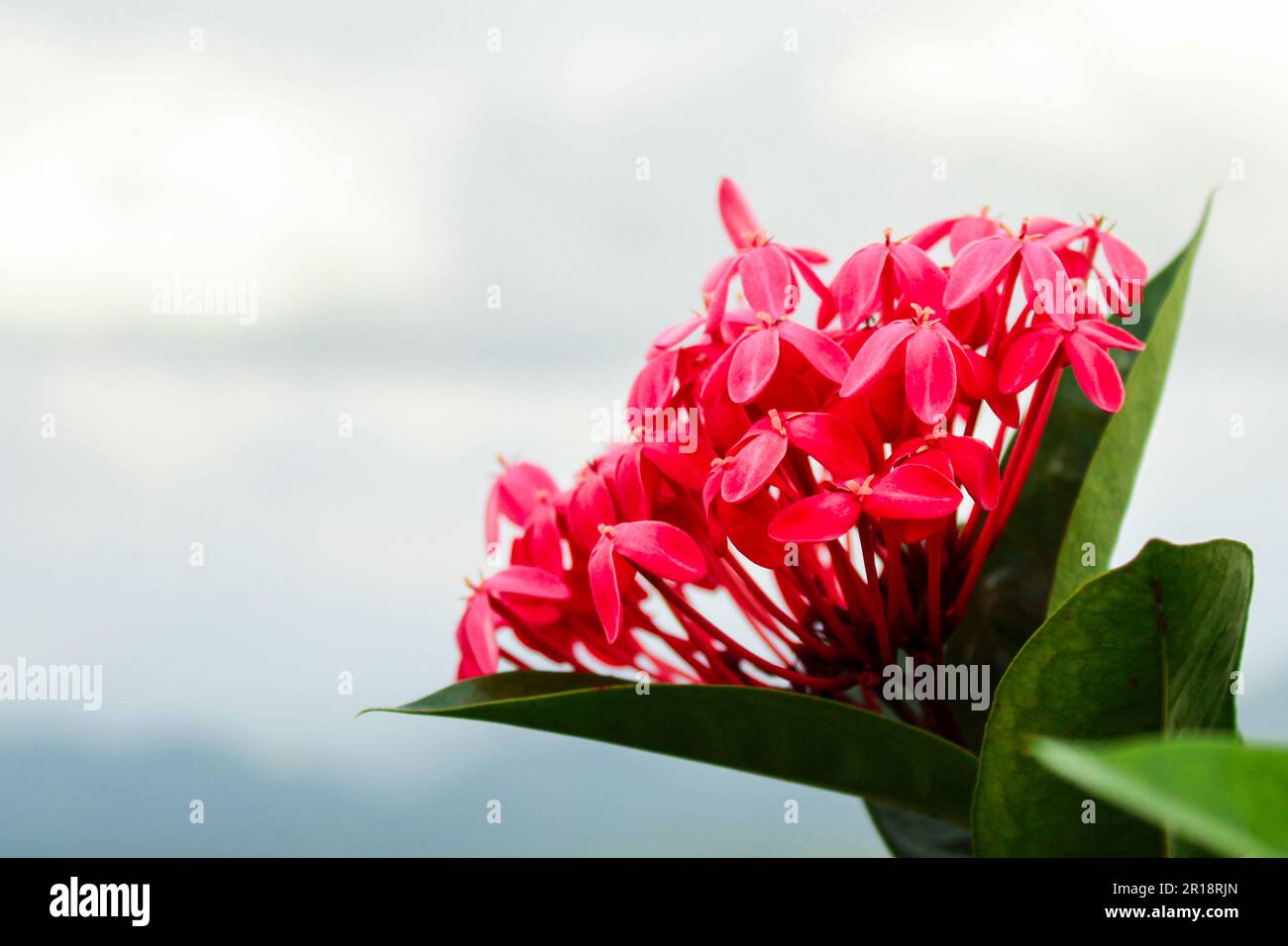 Bella giungla geranio (Ixora coccinea) fiori su sfondo sfocato Foto Stock