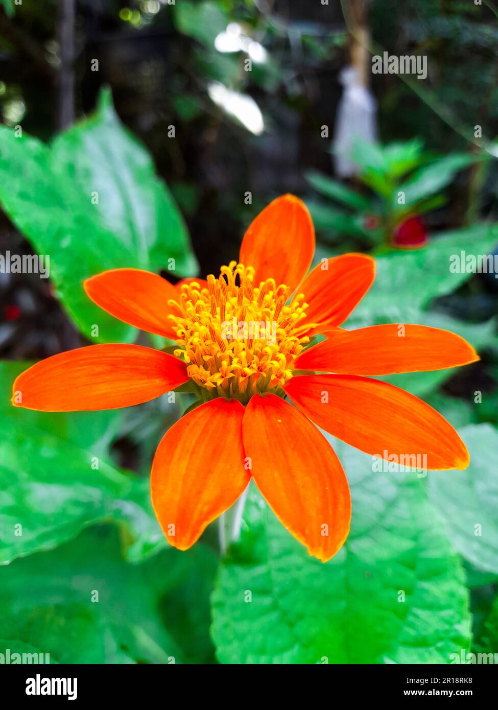 Primo piano ritratto di un bellissimo girasole rosso. Messico girasole isolato Foto Stock