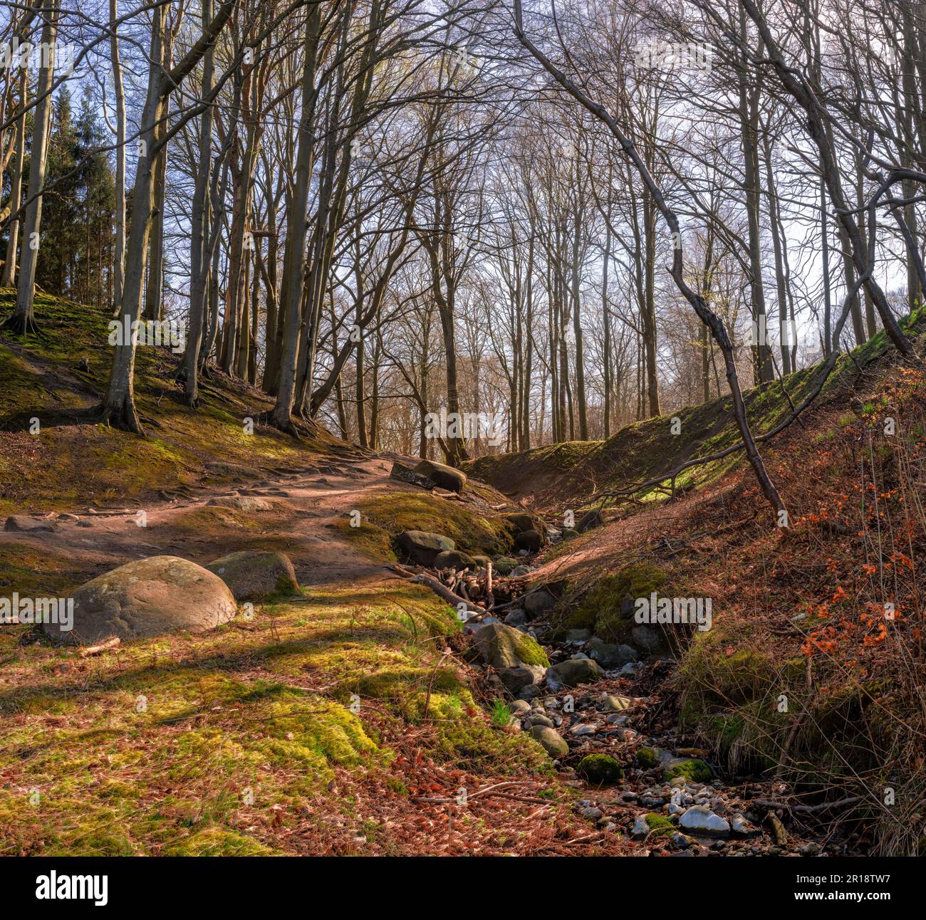 Foto da favola di un faggio ramificato (Fagus) nella foresta dall'aspetto bizzarro sulla penisola nord-occidentale di Rügen, Wittow Foto Stock