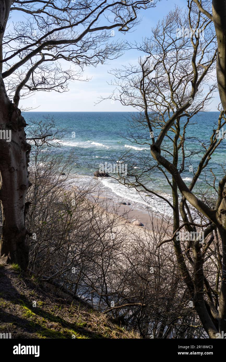 Foto da favola di un faggio ramificato (Fagus) nella foresta dall'aspetto bizzarro sulla penisola nord-occidentale di Rügen, Wittow Foto Stock