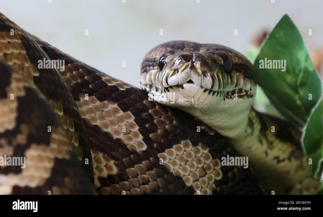 Dschungel-Teppichpython / Jungle carpet python / Morelia spilota ceynei Foto Stock