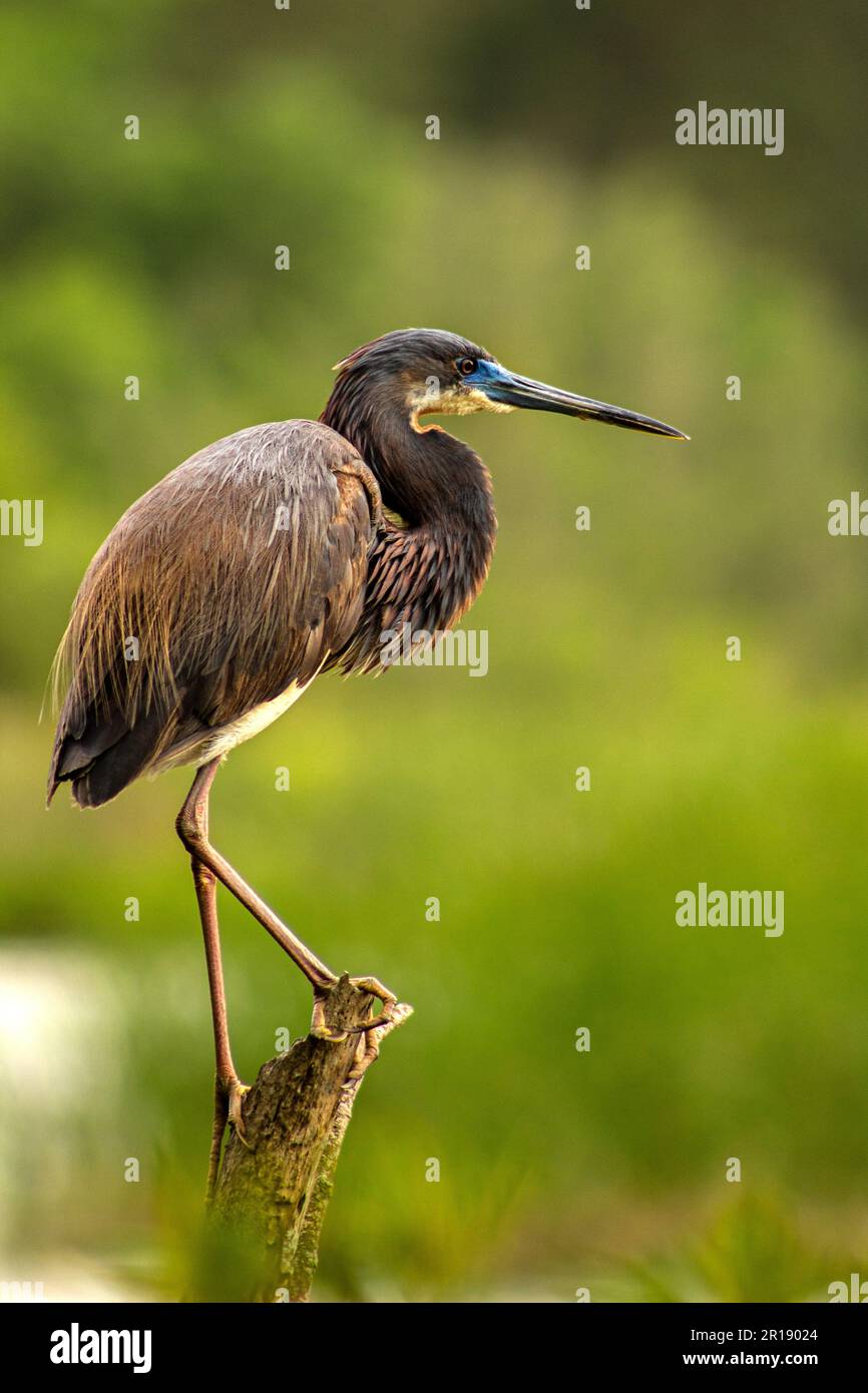 Tre colori Juvenile Heron appollaiato su un ceppo, fuoco selettivo Foto Stock