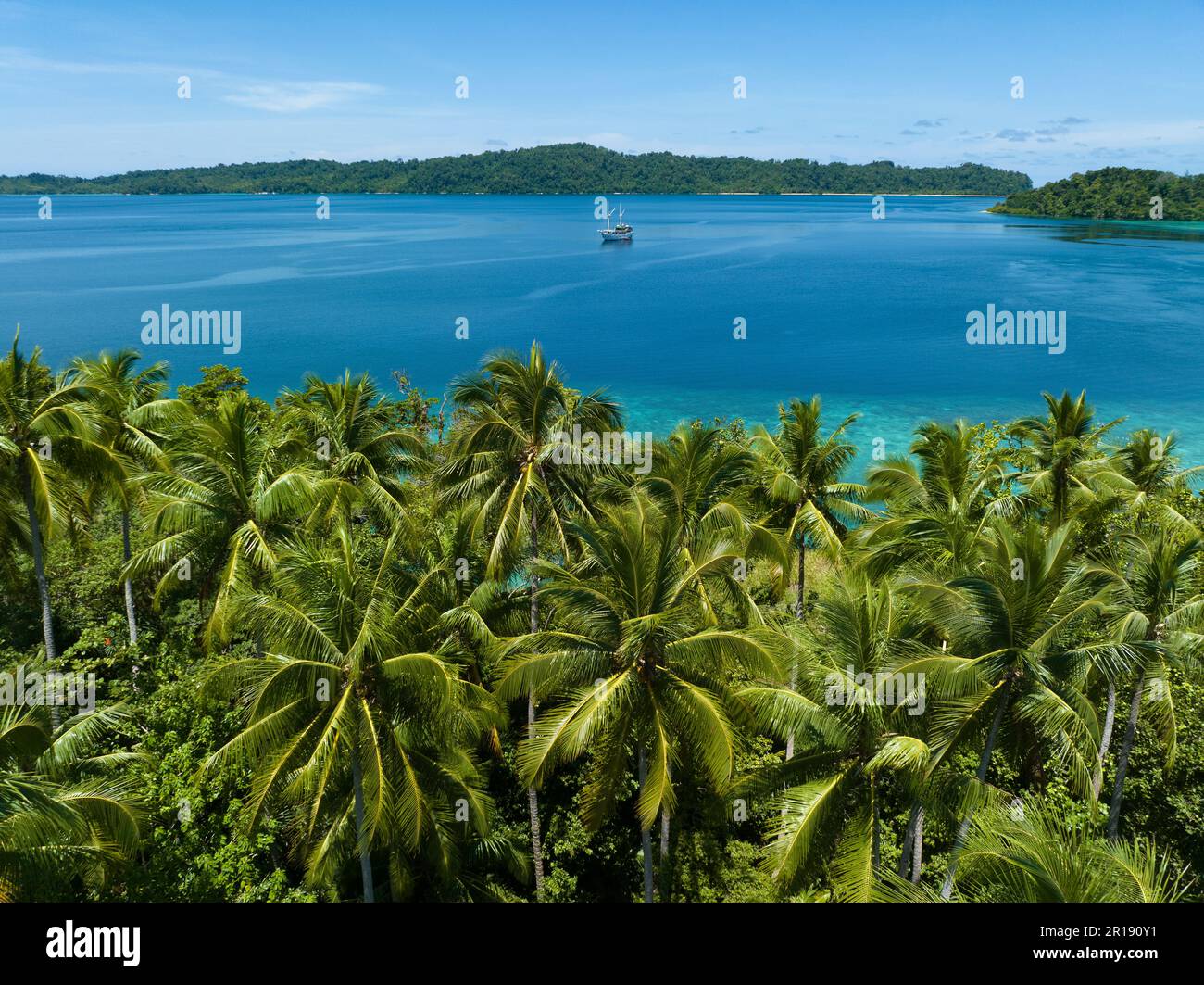 Alberi di palma crescono su una panoramica isola tropicale al largo della costa di Papua Occidentale, Indonesia. Questa parte remota dell'Indonesia è nota per la sua elevata biodiversità. Foto Stock