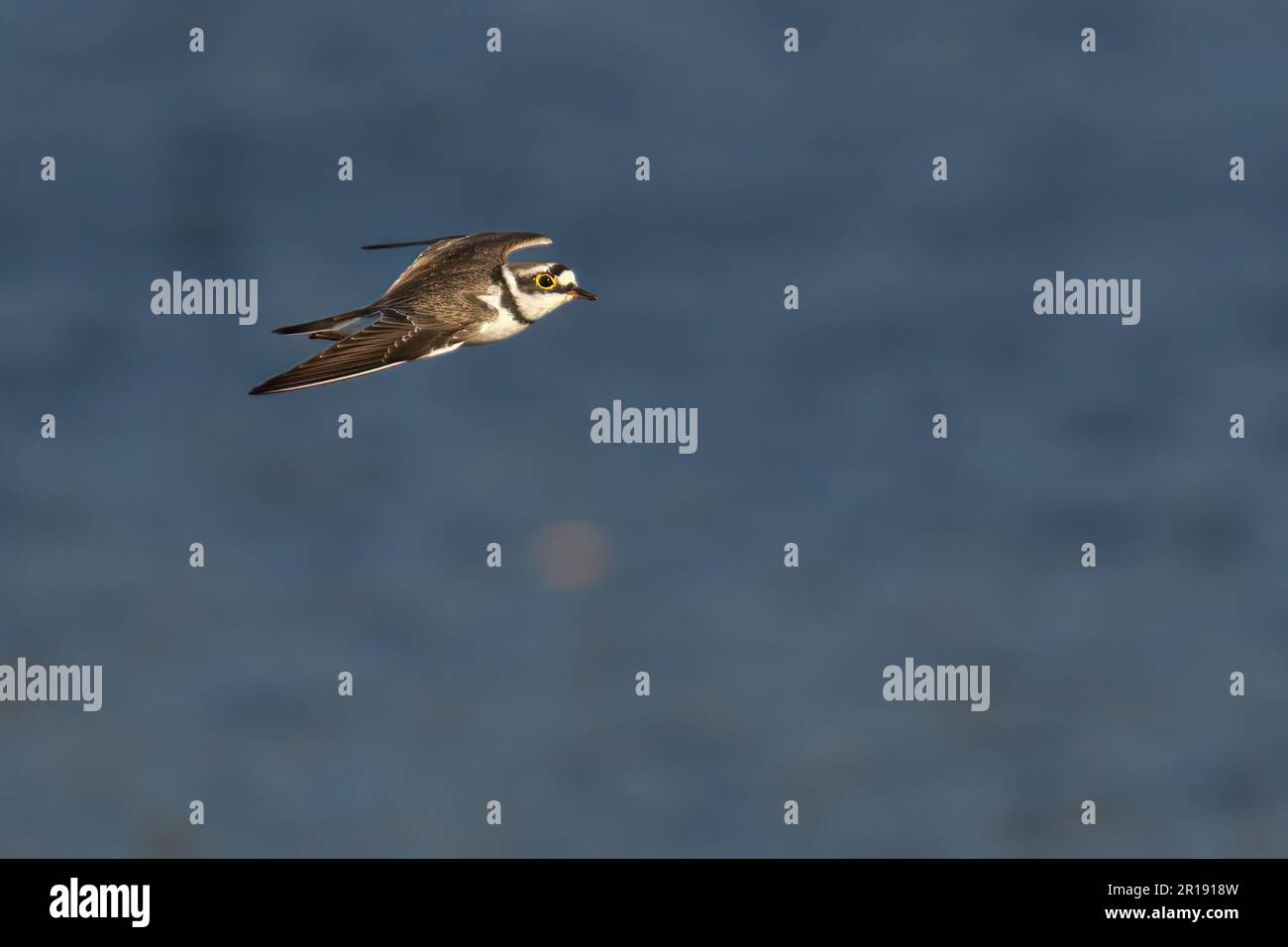 Un piccolo Plover ad anello viene catturato a metà volo, con le sue ali allungate e il suo corpo sospeso in aria Foto Stock