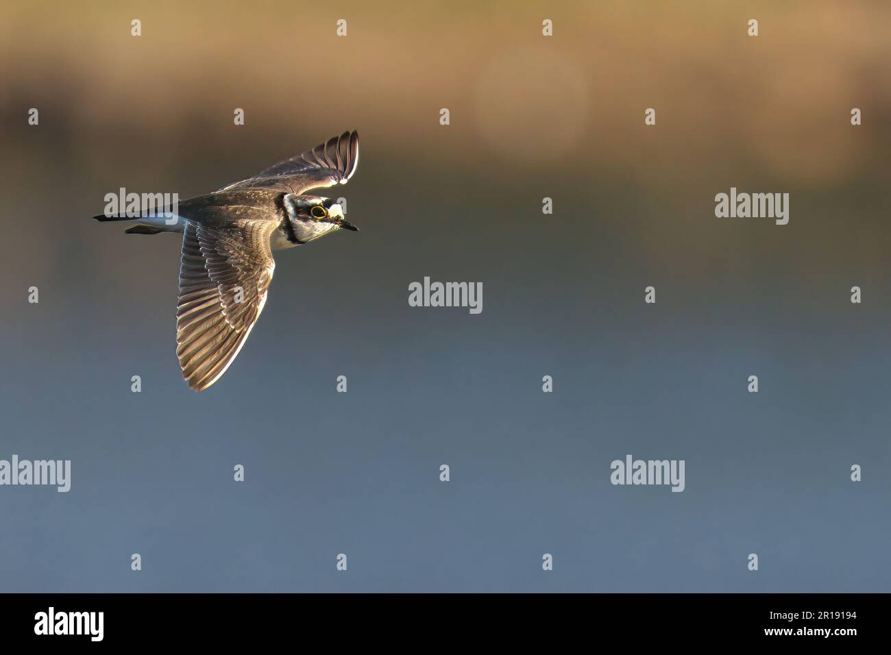 Un piccolo uccello a metà volo, il piccolo pover ad anello, è mostrato in questa immagine Foto Stock