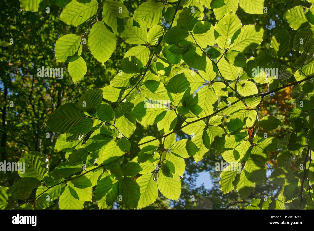 Foglie mature di faggio (Fagus sylvatica) su un ramo retroilluminato al sole del mattino in un bel giorno di inizio autunno, Wiltshire, ottobre, Foto Stock