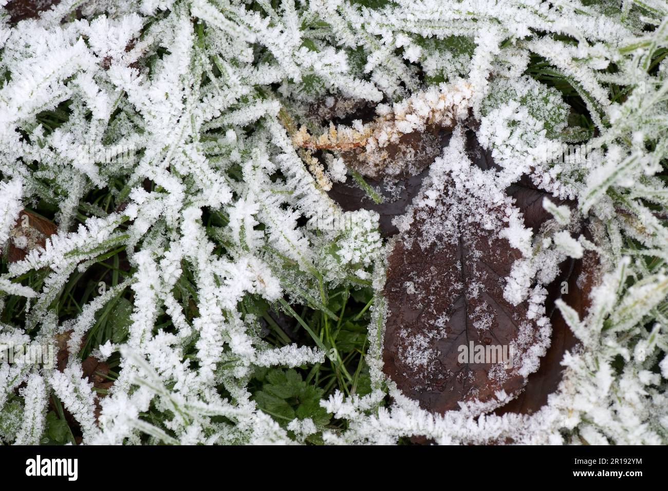Creme bianche di ghiaccio congelato cristalli di brina di buoi su erba pascolo con alcune foglie autunnali la mattina presto in inverno profondo, Berkshire, dicembre Foto Stock