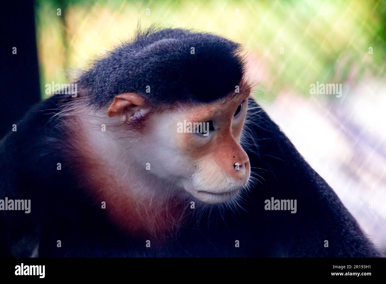 Douc langur sfacciato nello zoo. Foto Stock