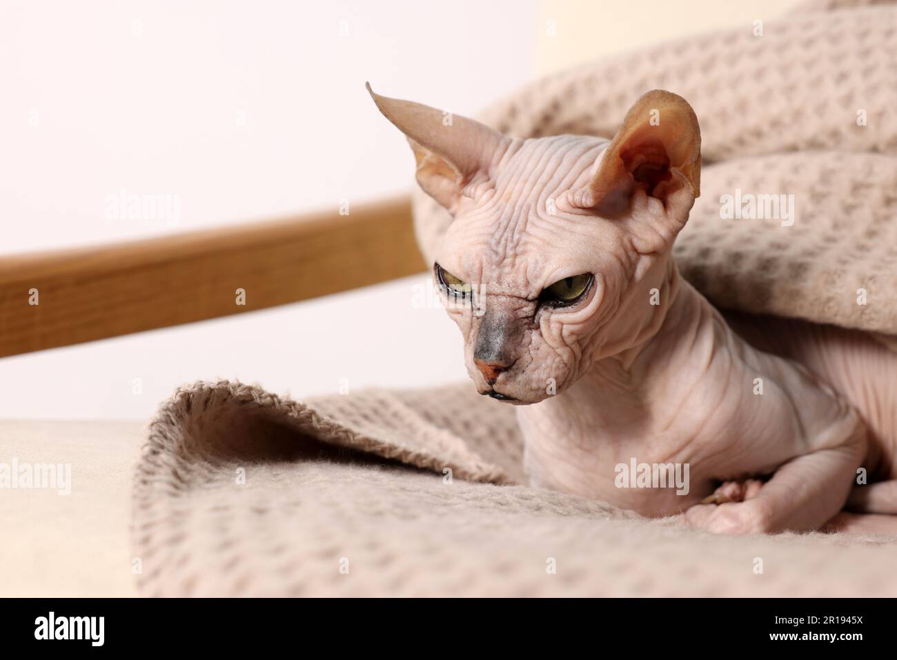 Bellissimo gatto Sphynx avvolto in morbida coperta a casa. Un animale domestico delizioso Foto Stock