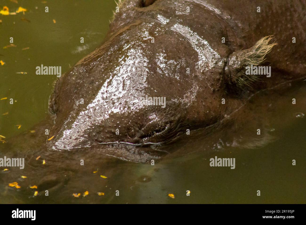 L'ippopotamo pigmeo è nell'acqua. Foto Stock