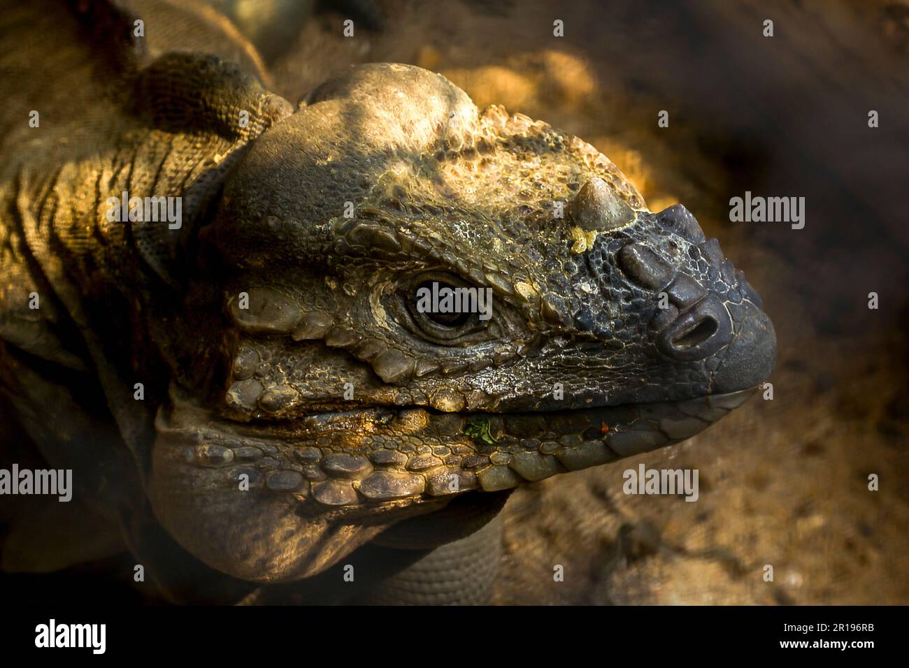 L'iguana del rinoceronte, l'iguana del suolo cornea è un rettile iguana. Foto Stock