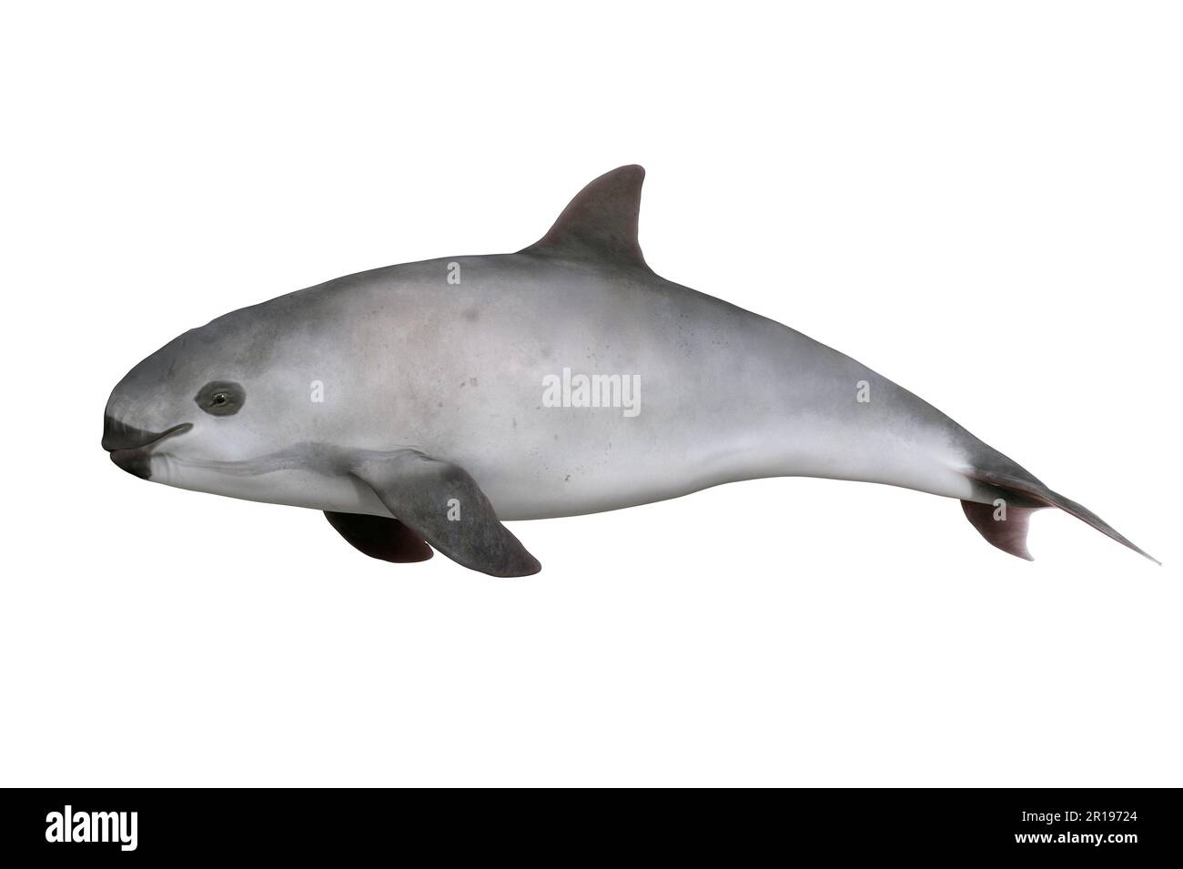 Un'illustrazione di una vaquita criticamente minacciata, Phocoena sinus. Foto Stock