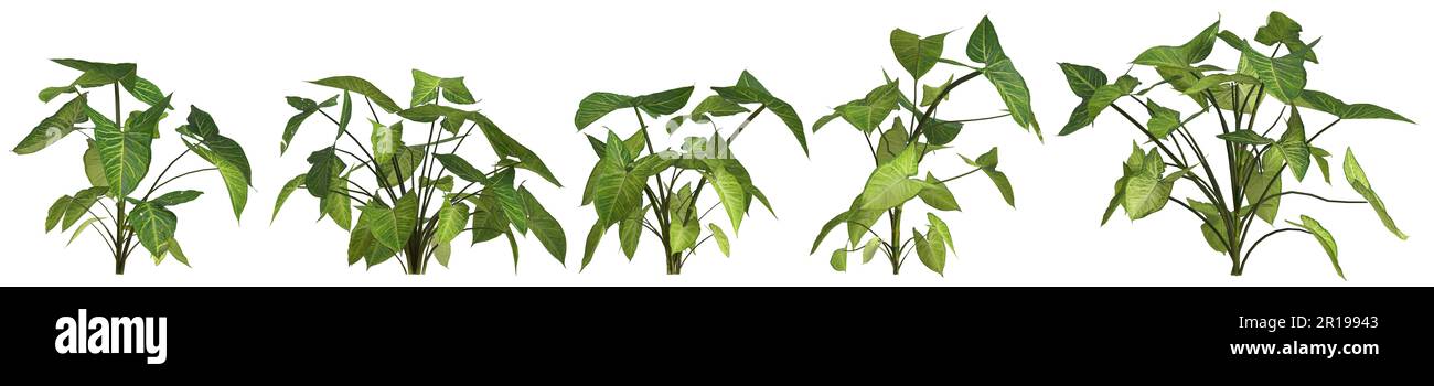 3d illustrazione di una pianta di podophyllum di synogonium settata isolata su sfondo bianco Foto Stock