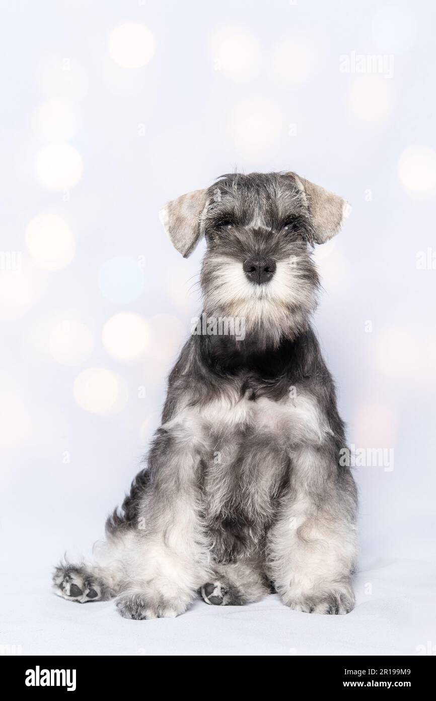 Simpatico simpatico ritratto in miniatura Schnauzer cucciolo cane.  Bianco-grigio schnauzer cane siede su uno sfondo bianco, cornice verticale,  bokeh. cucciolo felice Foto stock - Alamy