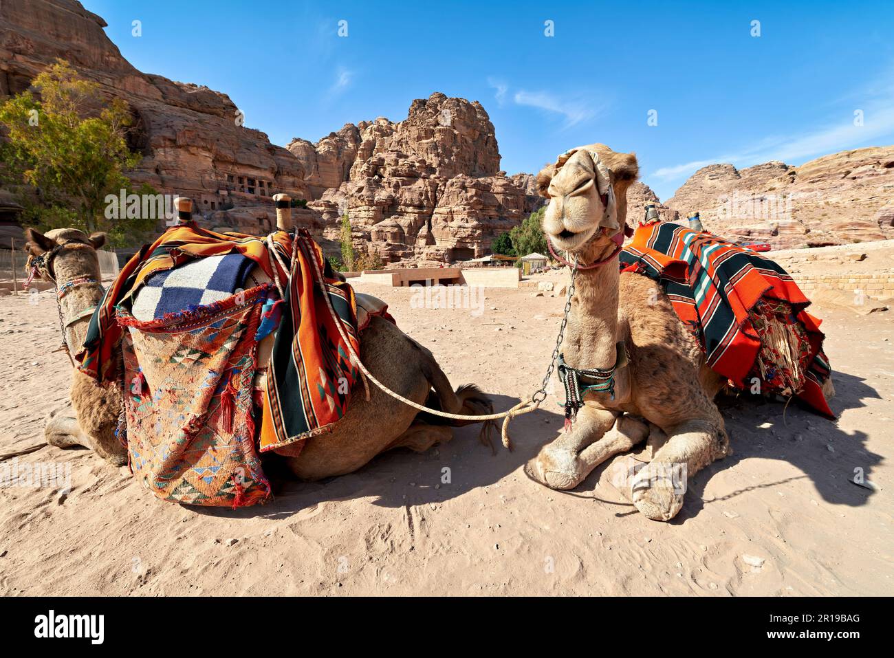 Giordania. Sito archeologico di Petra. Cammelli per i turisti Foto Stock