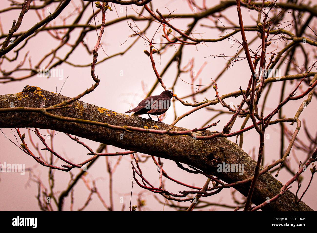 Gli uccelli primaverili stanno per iniziare Foto Stock