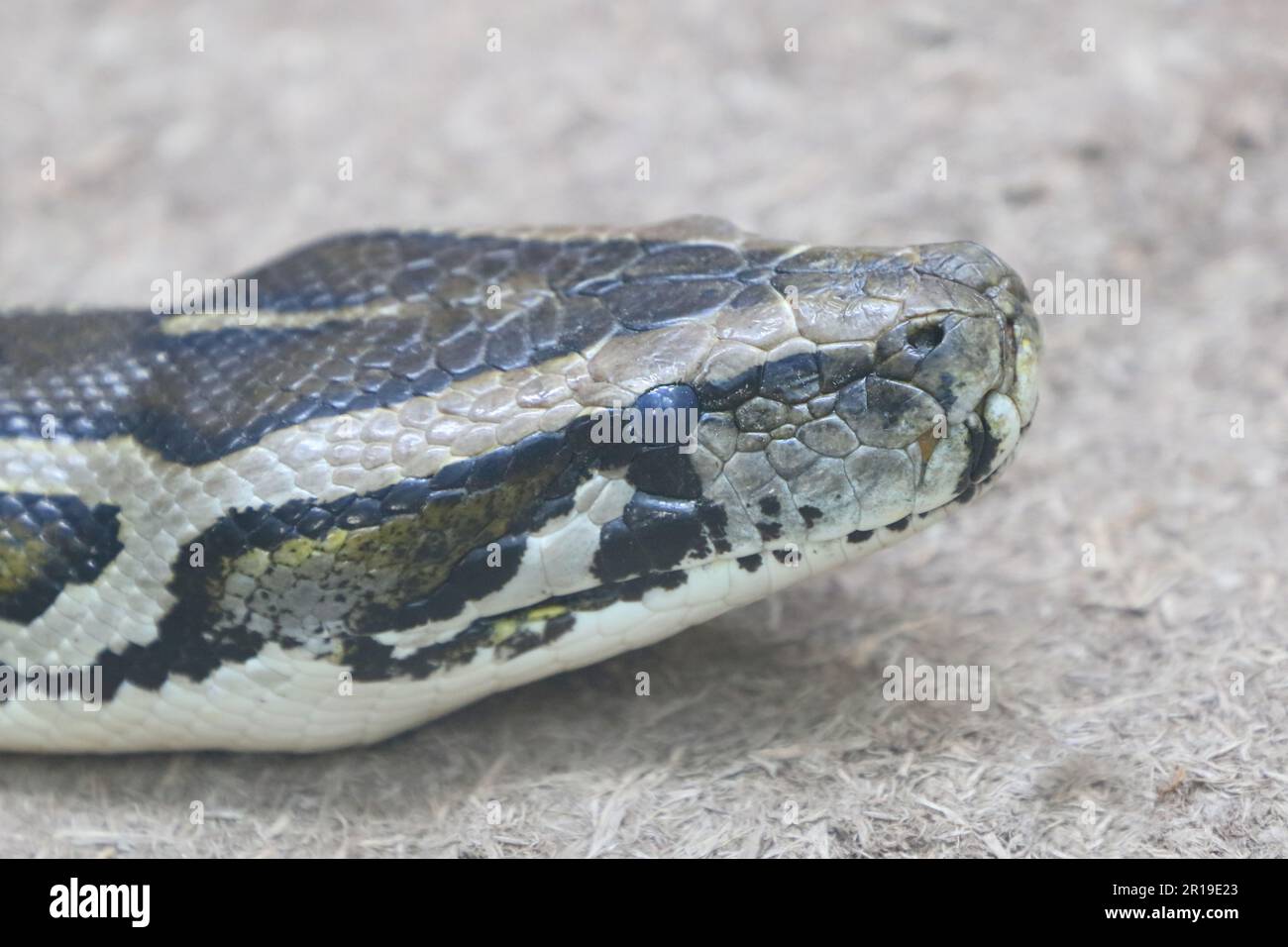 Dunkler Tigerpython / Python birmano / Python molurus bivittatus Foto Stock