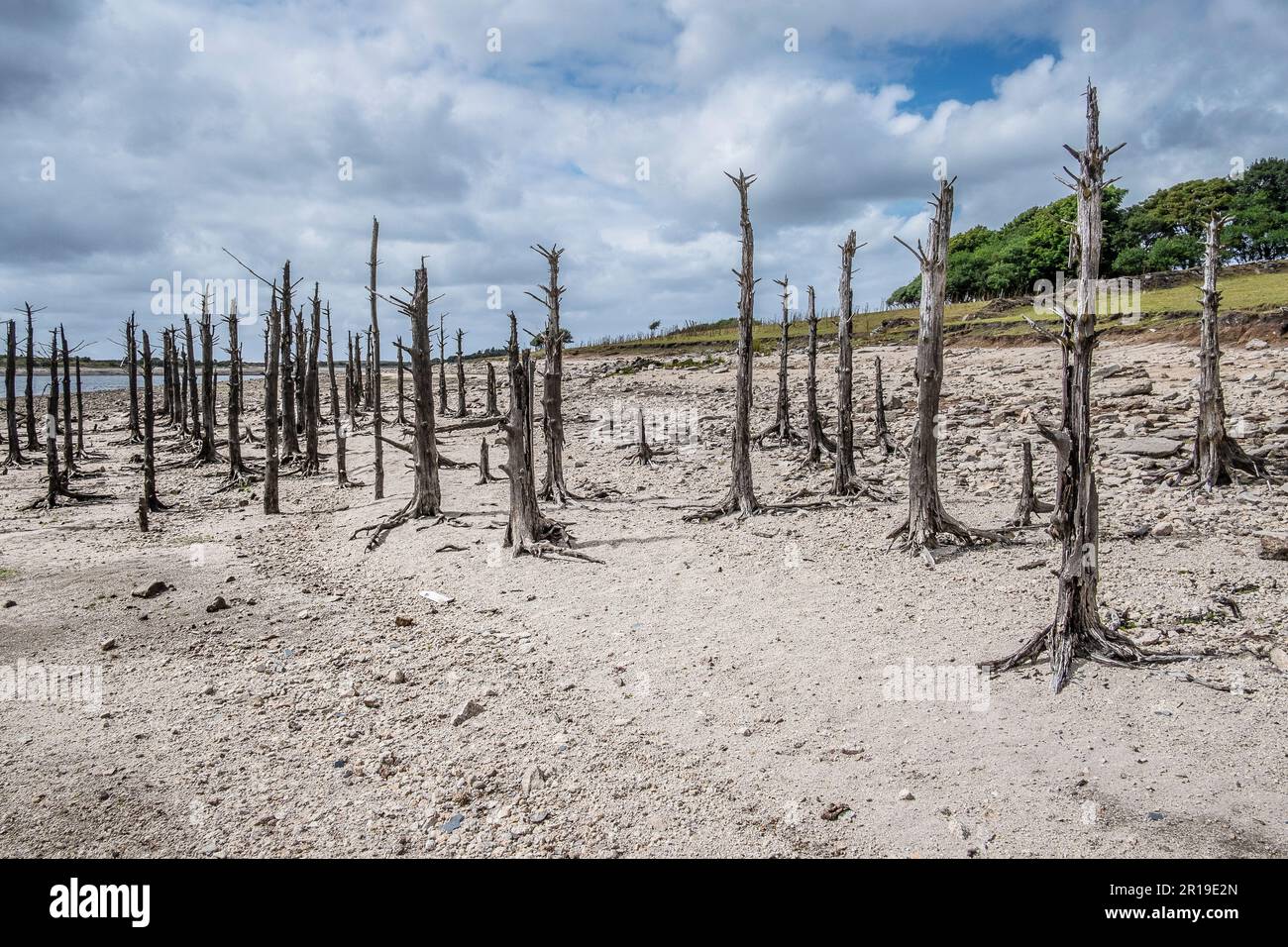 I resti di vecchi alberi morti esposti dalla caduta dei livelli di acqua causata da condizioni di siccità gravi al lago Colliford Reservoir su Bodmin Moor in Cornwa Foto Stock