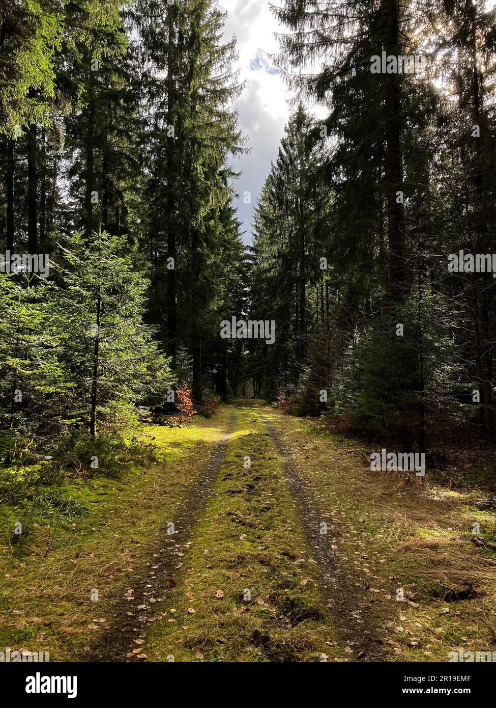 Alberi e hotel nella Foresta Nera in Germania Foto Stock