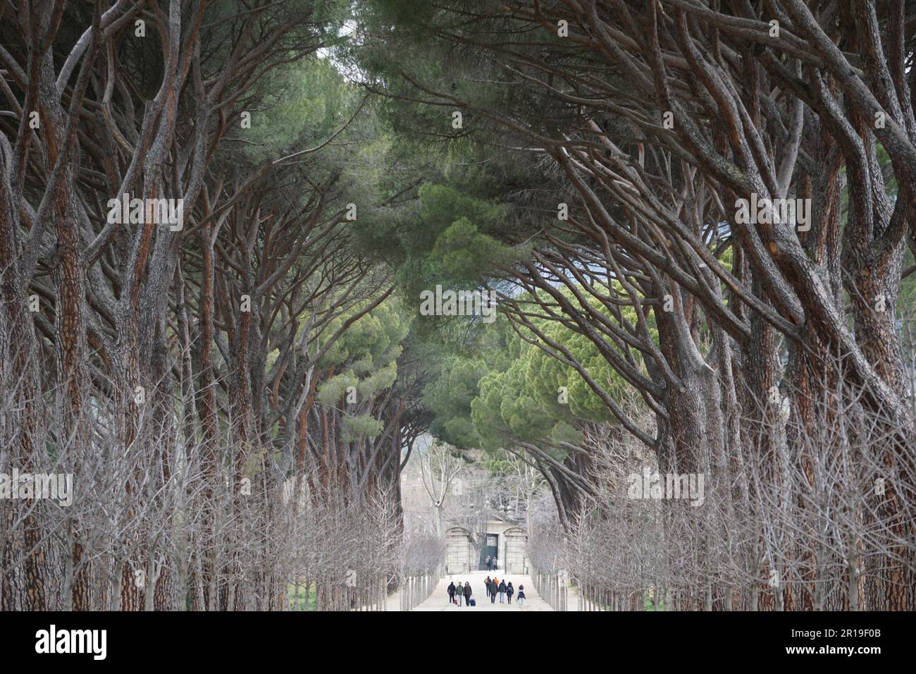 La strada è circondata da alberi ed ha un aspetto incredibile a Elescorial, in Spagna Foto Stock