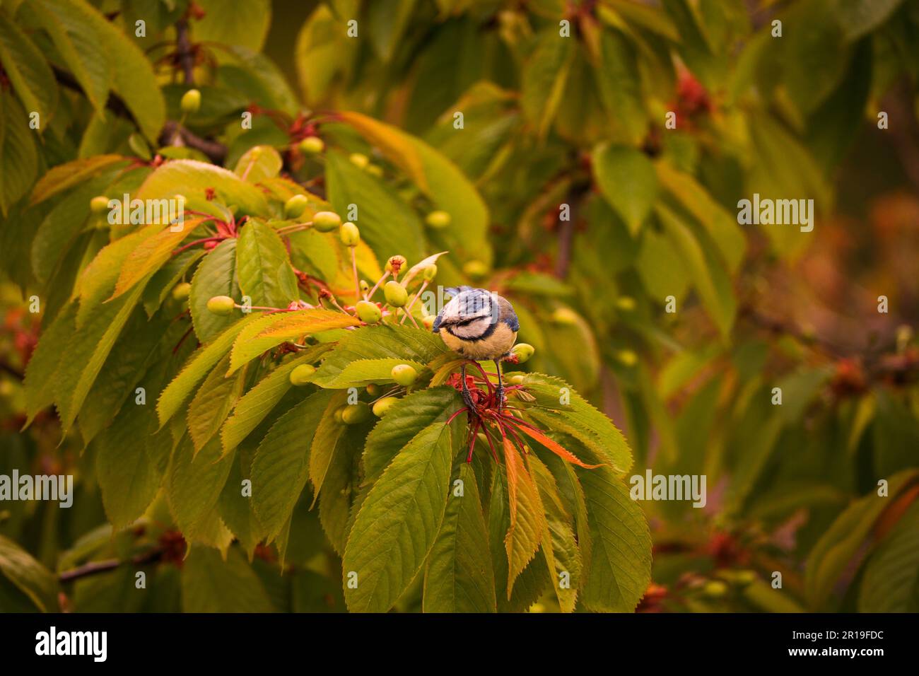 Veramente piccolo bluetit alla ricerca di cibo su ciliegio Foto Stock