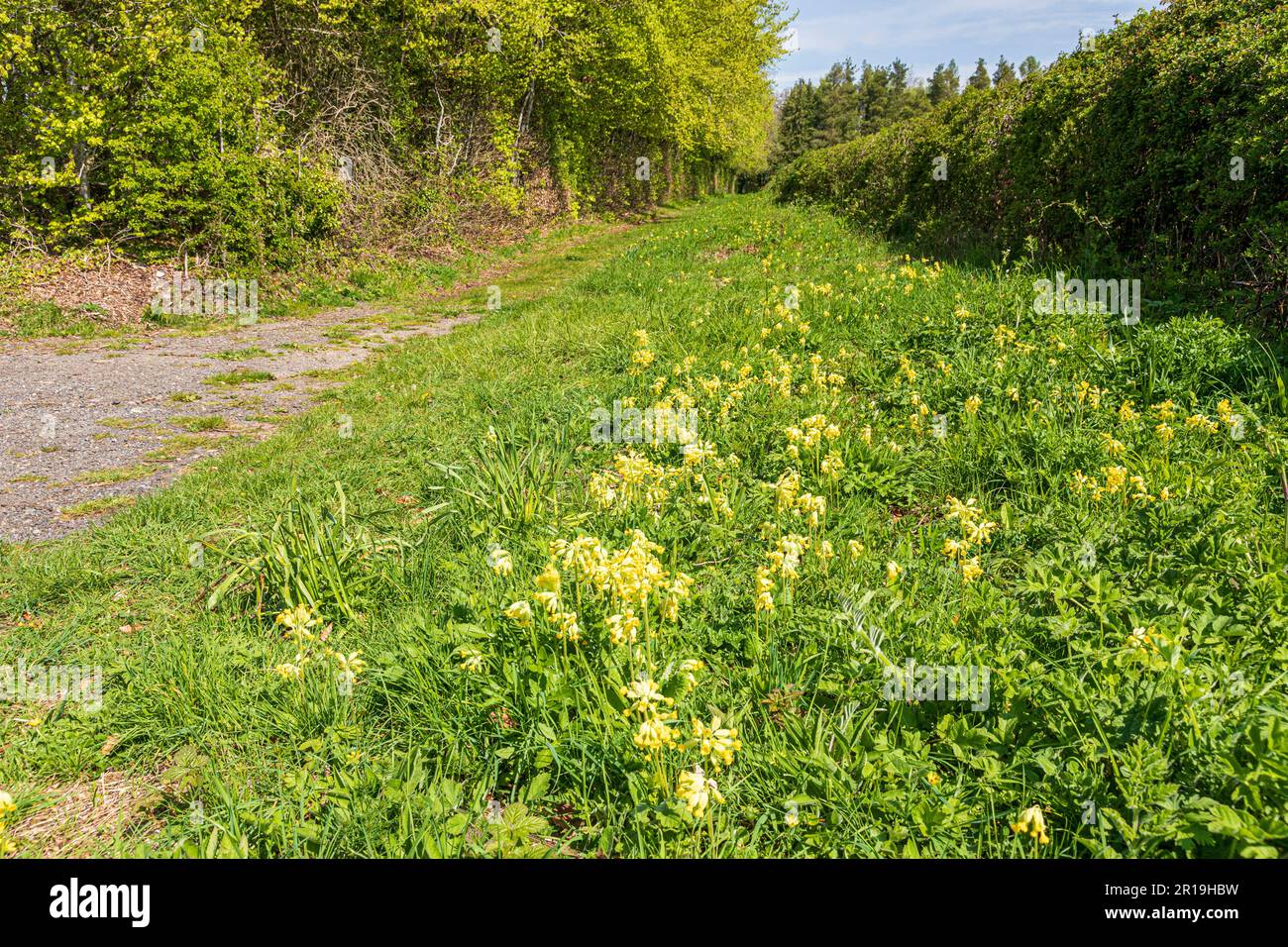 I cowslips crescono accanto ad una strada limitata vicino al villaggio Cotswold di Clapton sulla collina, Gloucestershire Regno Unito Foto Stock