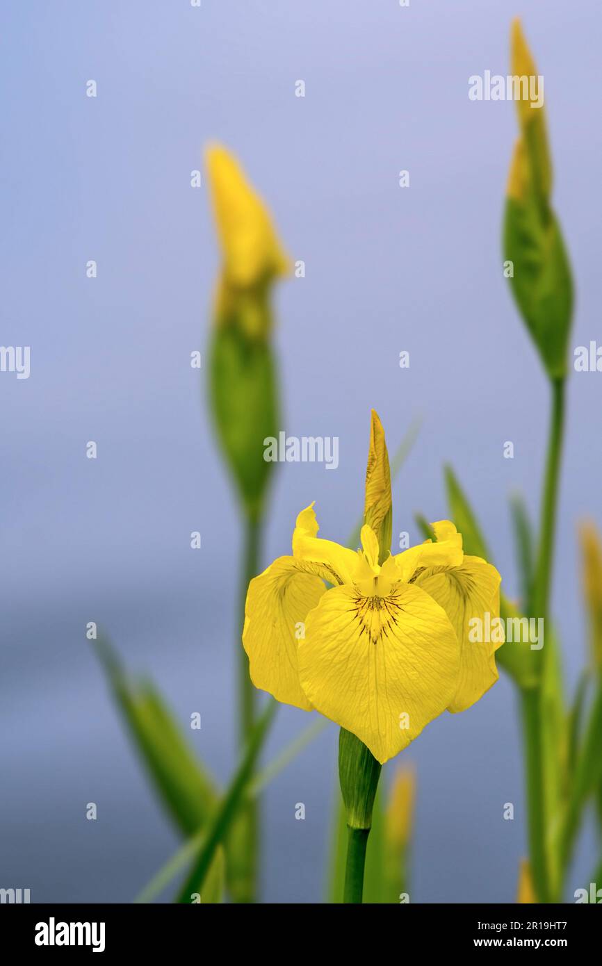 Bandiera gialla / iride gialla / bandiera dell'acqua (Iris pseudacorus) in fiore lungo la riva del lago in primavera Foto Stock