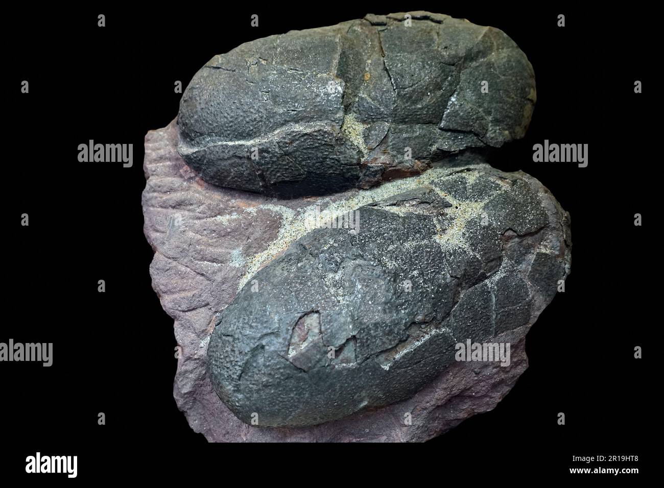 Oviraptor fossilized uova dal tardo Cretaceo periodo, Mongolia Foto Stock
