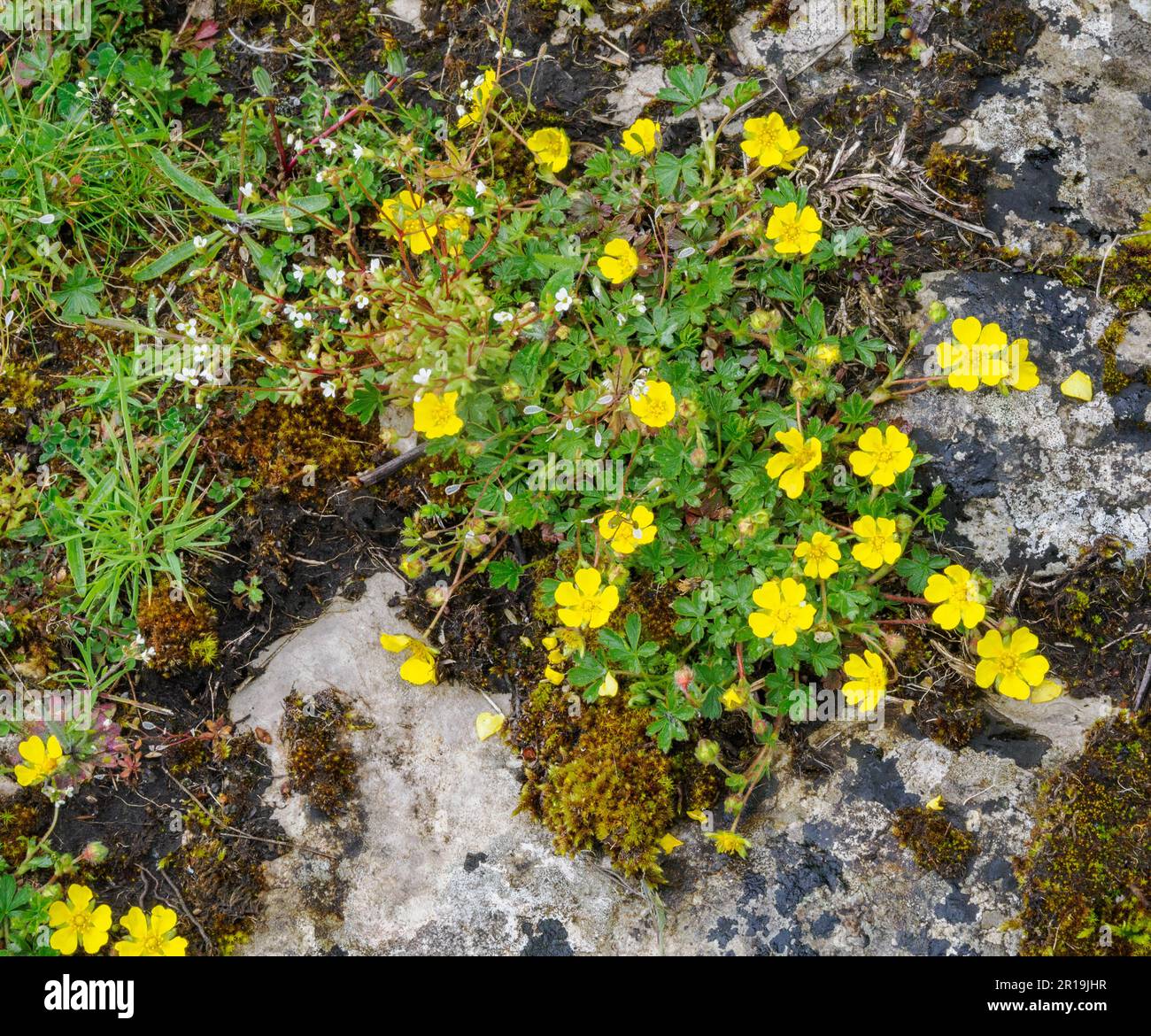 Spring Cinquefoil Potentilla tabernaemontani che cresce su rocce calcaree nel Derbyshire Peak District UK Foto Stock