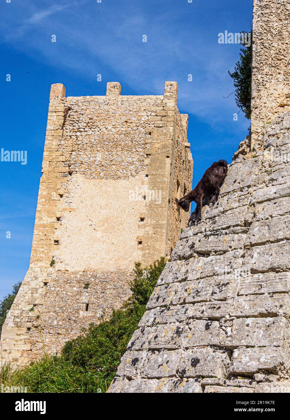 Capra sul Santuari de la Mare de Deu del Puig fortificato sulla cima del Puig de Maria fuori Pollenca nei Monti Tramuntana di Maiorca Spagna Foto Stock