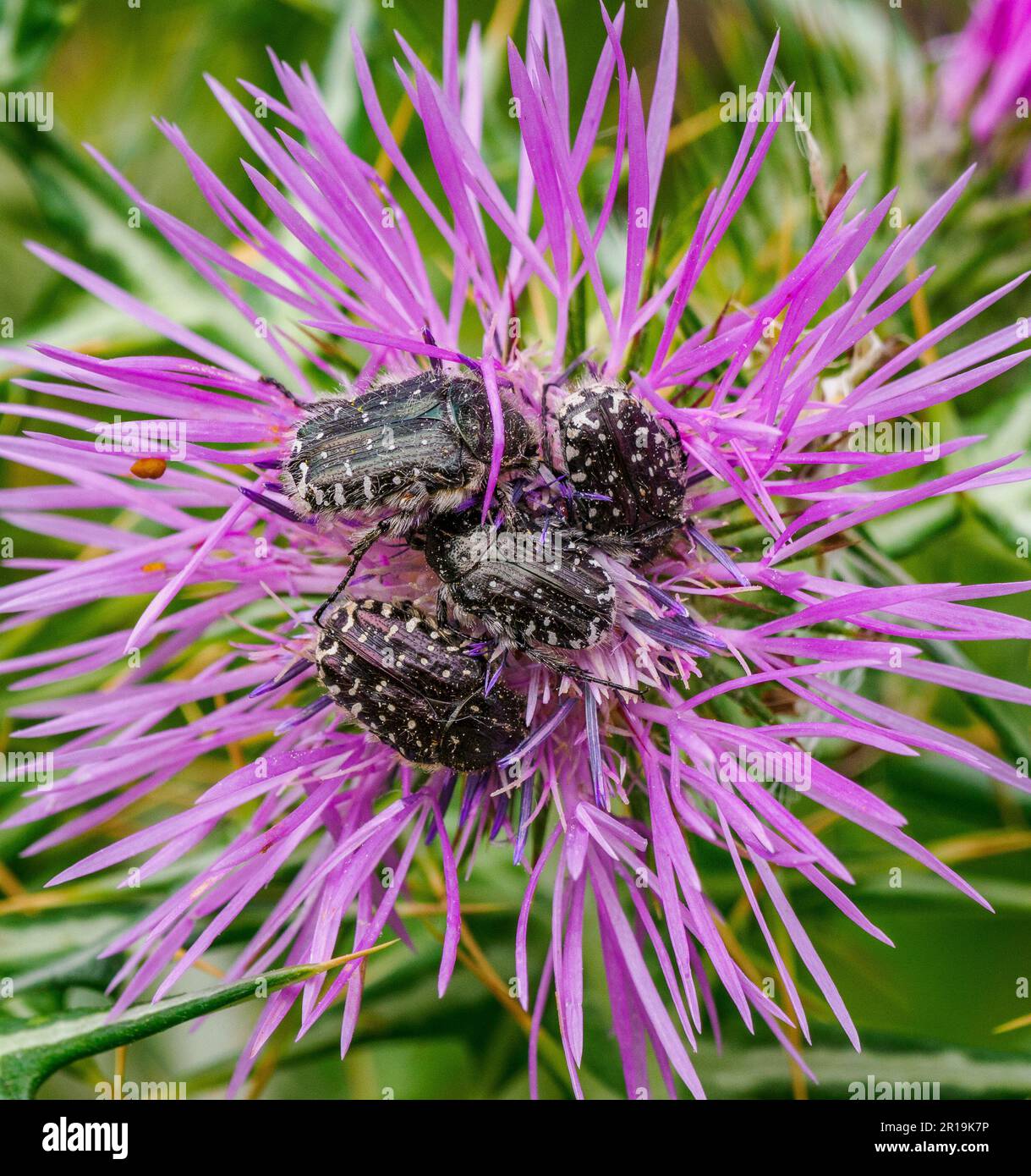 Mediterraneo spotted Chafer Oxythyrea funesta nutrirsi di un fiore di zerbaccia nei Monti Tramuntana di Maiorca Spagna Foto Stock
