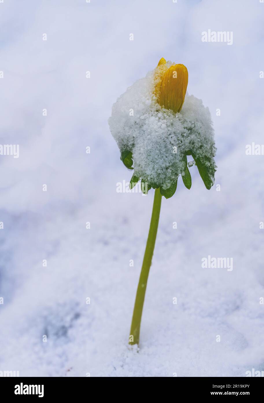 Primo piano di un fiore giallo di aconite invernale nella neve Foto Stock